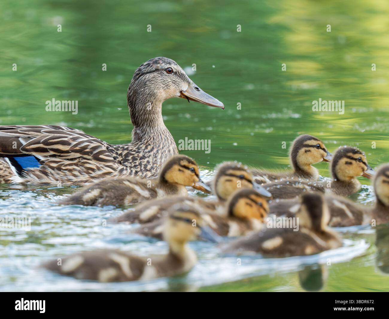 Female mallard duck (Anas platyrhynchos) swimming with her ducklings at — free download