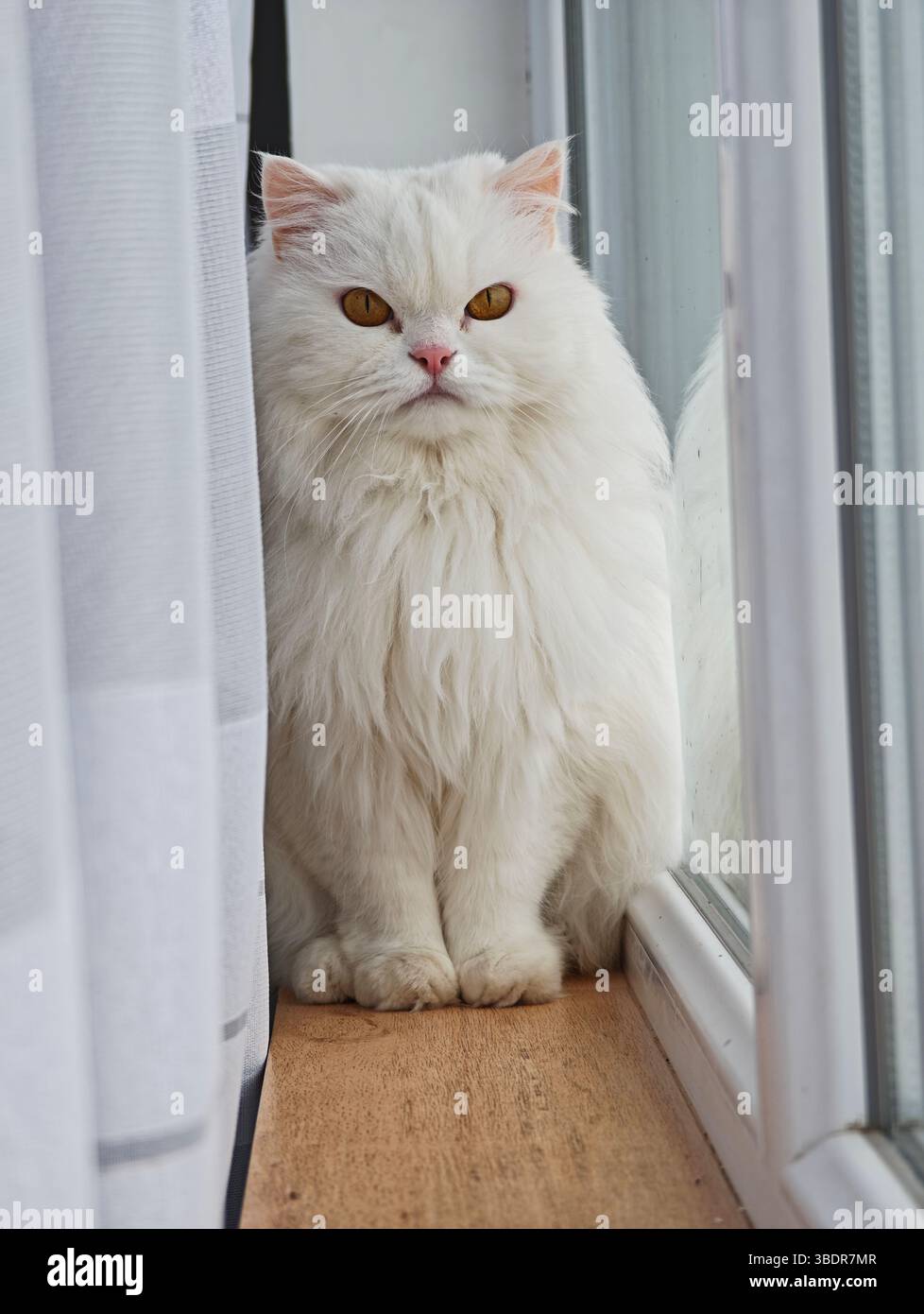 Beautiful white persian cat sitting majestically on a window sill, enjoying the view from behind a curtain Stock Photo