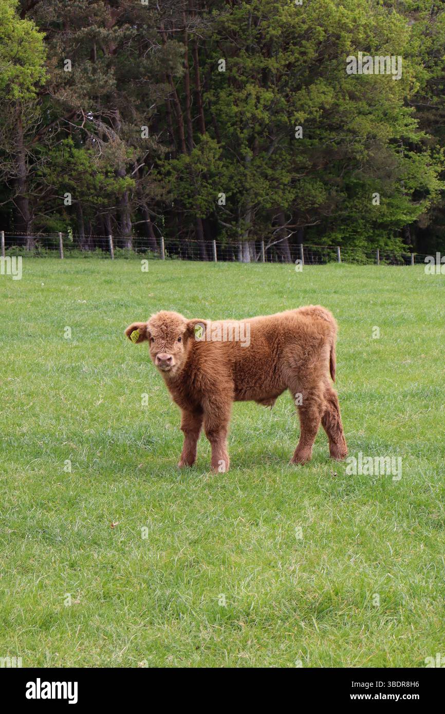 Scottish Highland Calf in Lush Pasture Stock Photo - Alamy