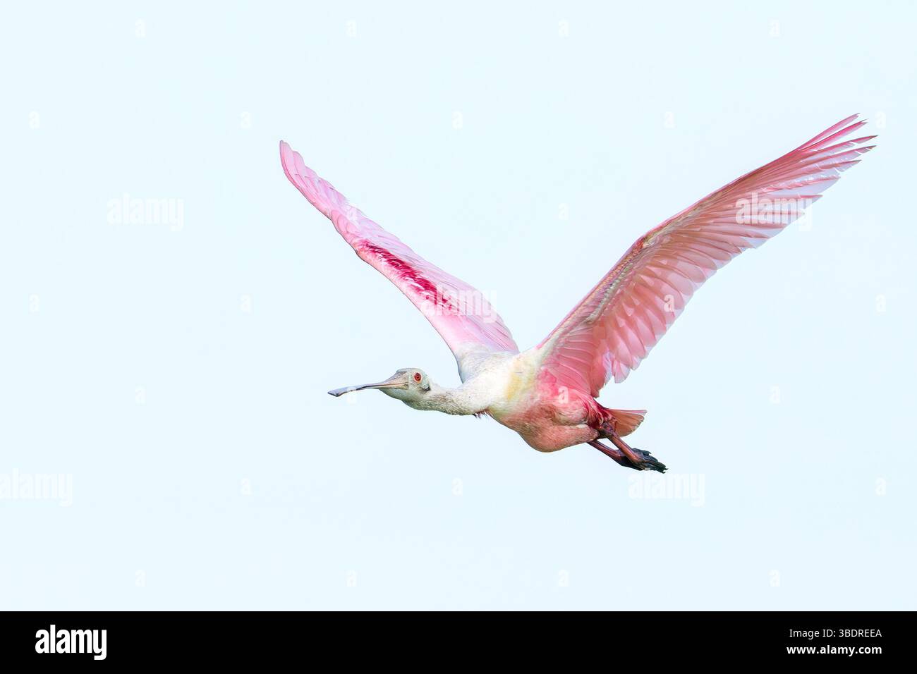 Christmas, Florida, USA. 25th May, 2025. A roseate spoonbill flies over ...