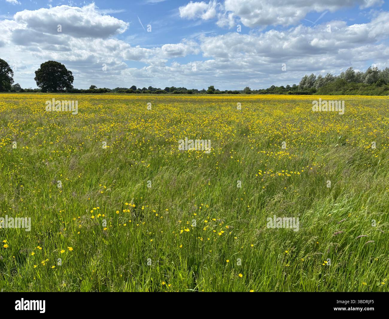 Field of buttercups, near Sevenoaks in Kent - Smartphone Captured Stock Image