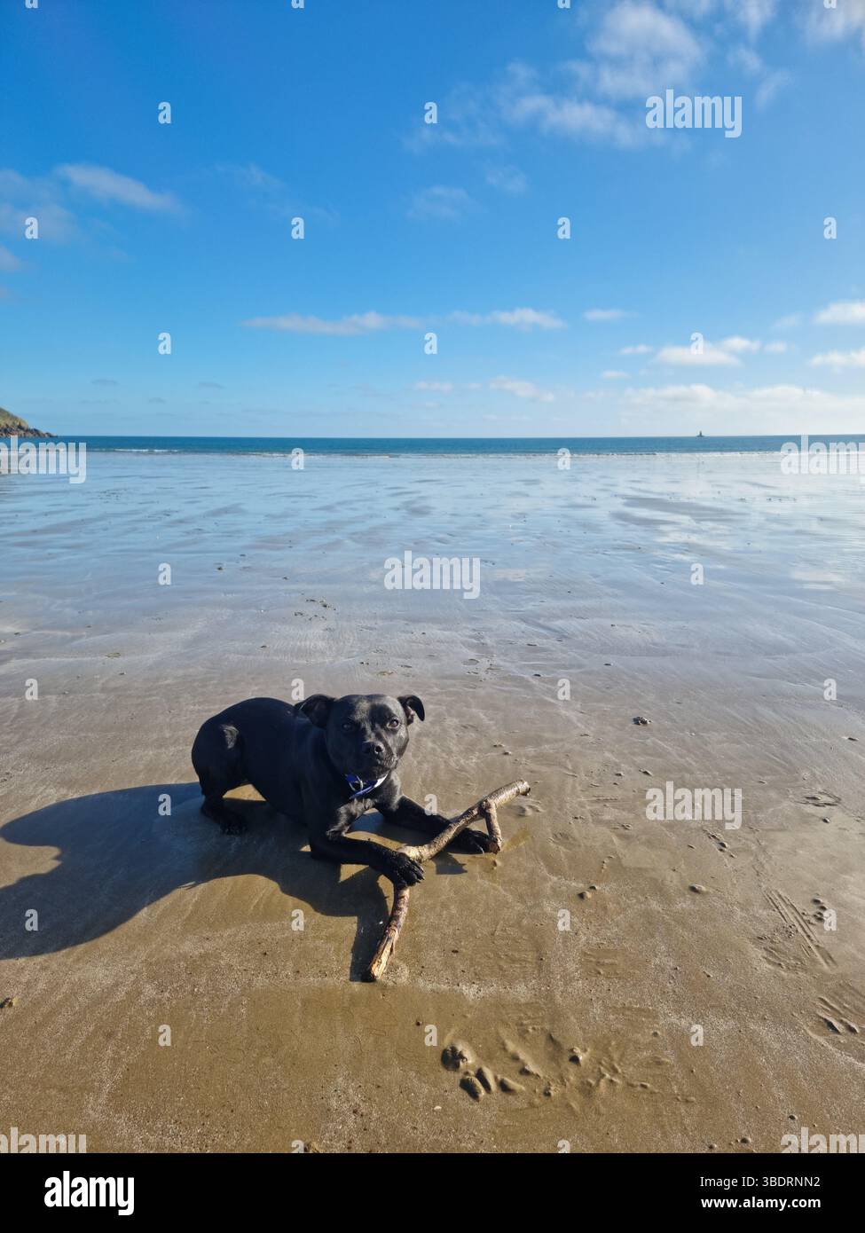Staffy à la mer. - Smartphone Captured Stock Image