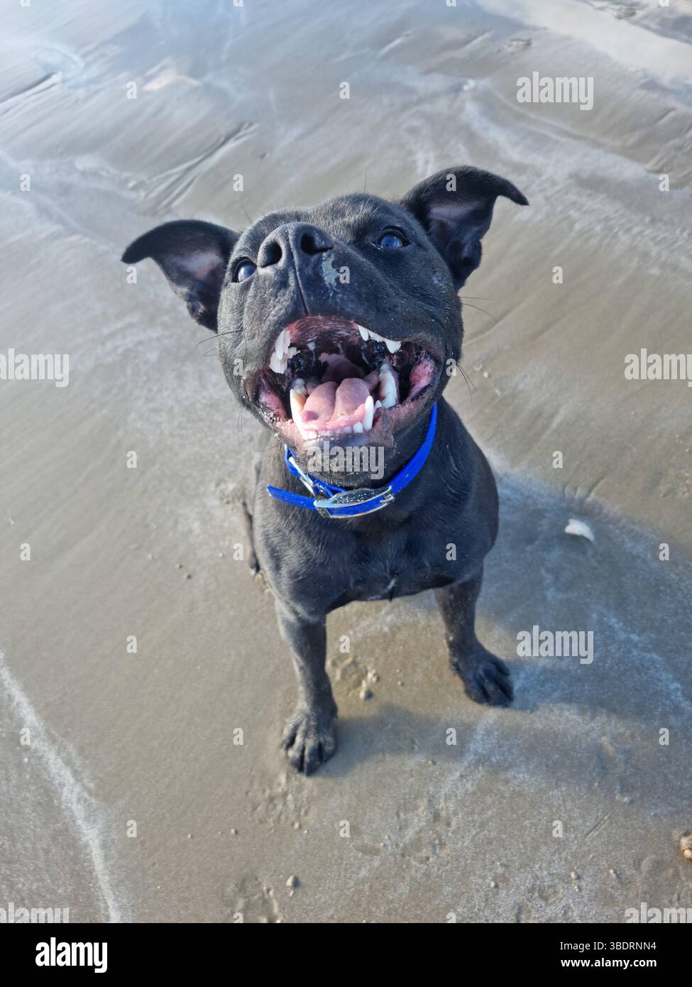Staffy à la mer. - Smartphone Captured Stock Image