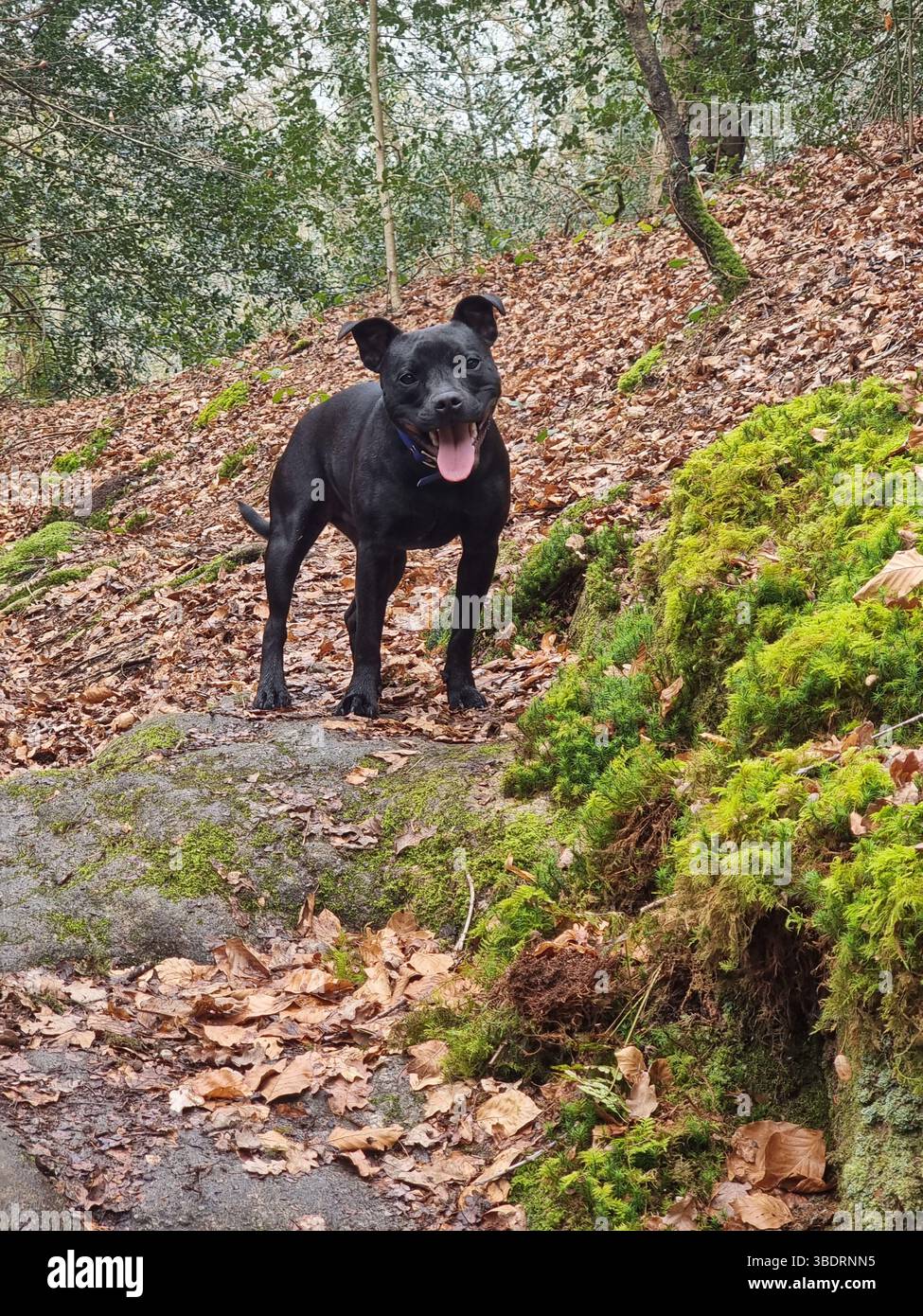 Ballade en forêt. - Smartphone Captured Stock Image