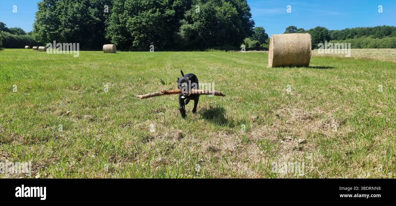Staffy jouant dans un champ - Smartphone Captured Stock Image