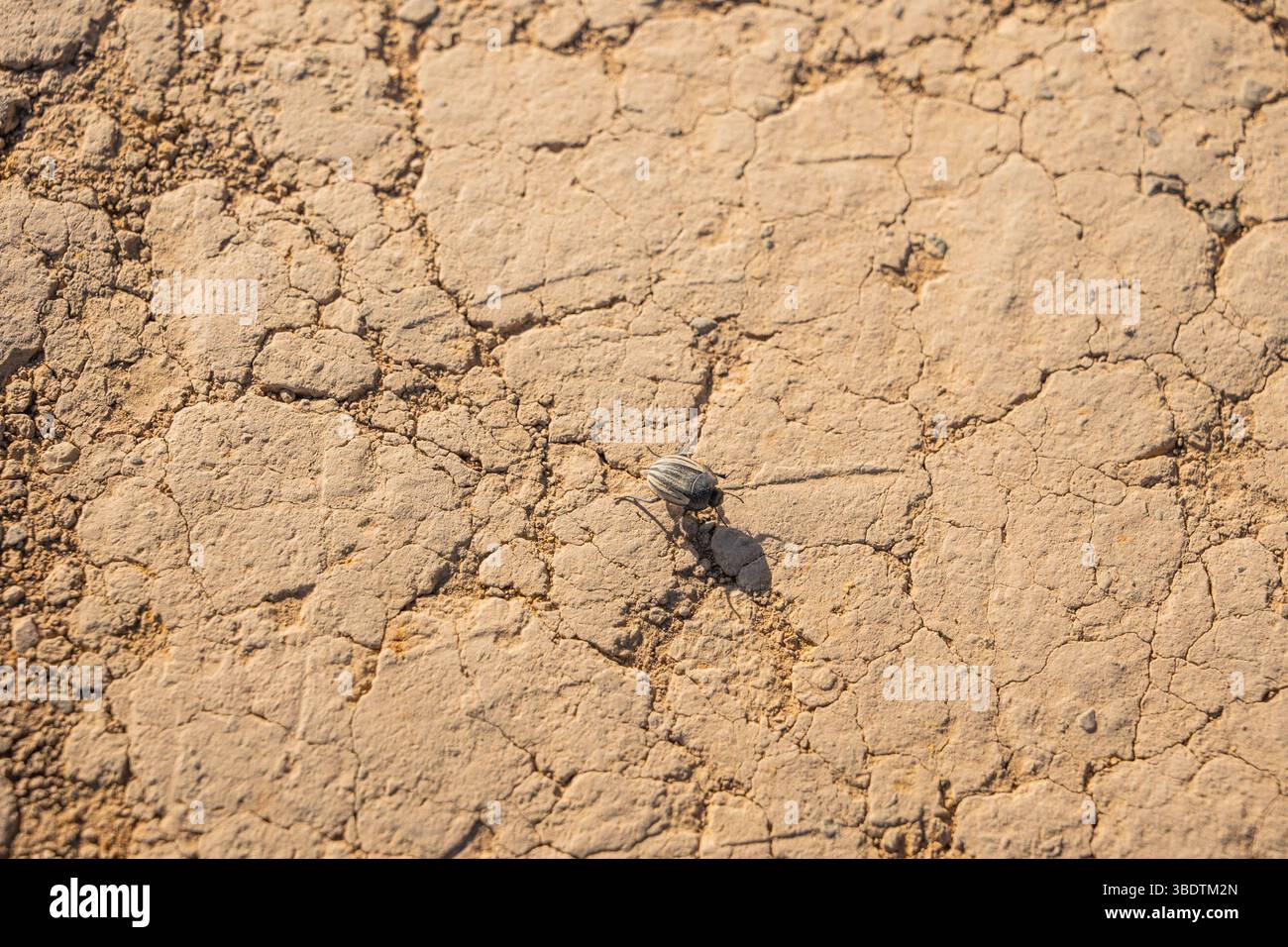 A small bug on cracked soil Stock Photo