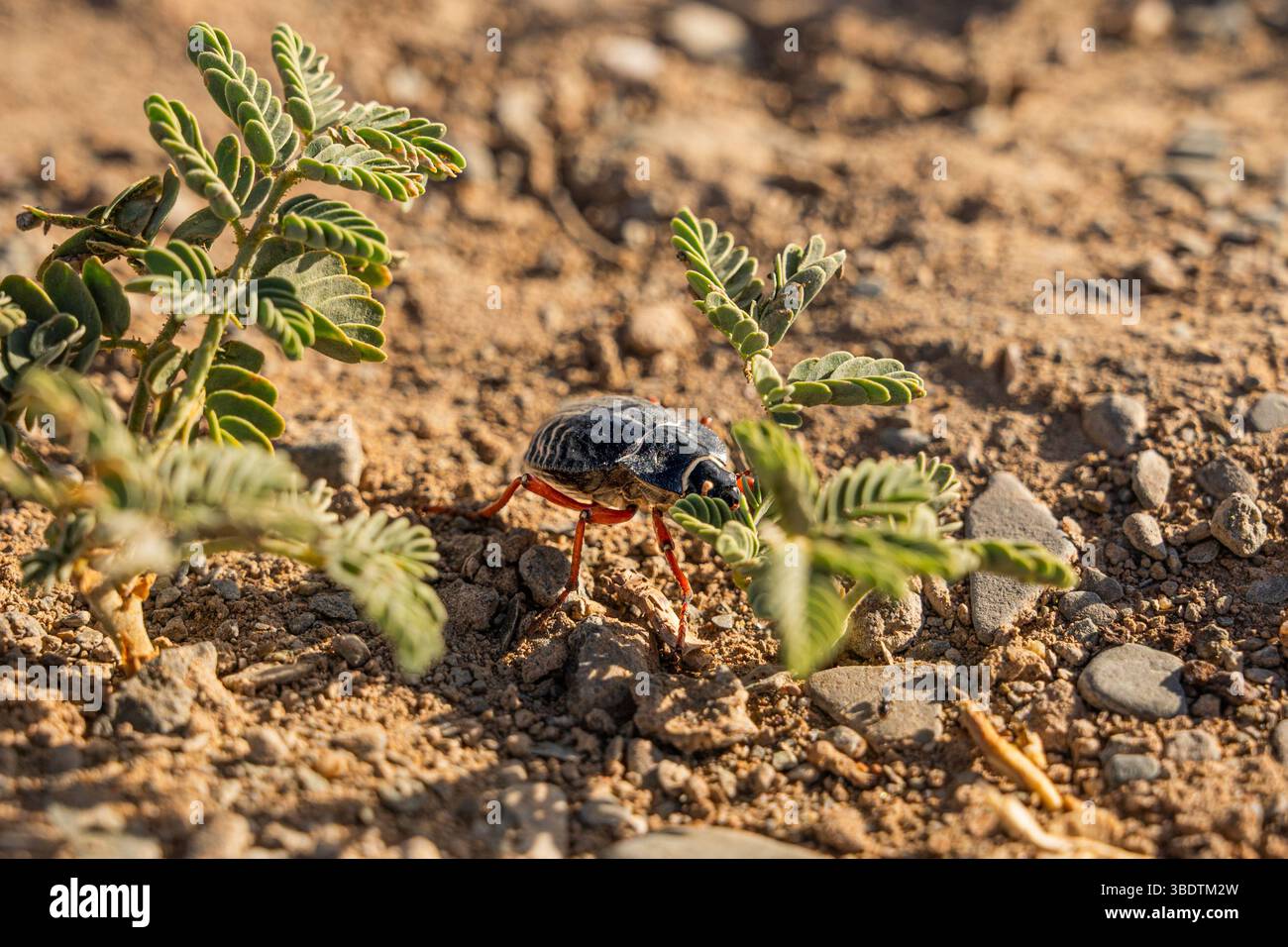 A small bug on cracked soil Stock Photo
