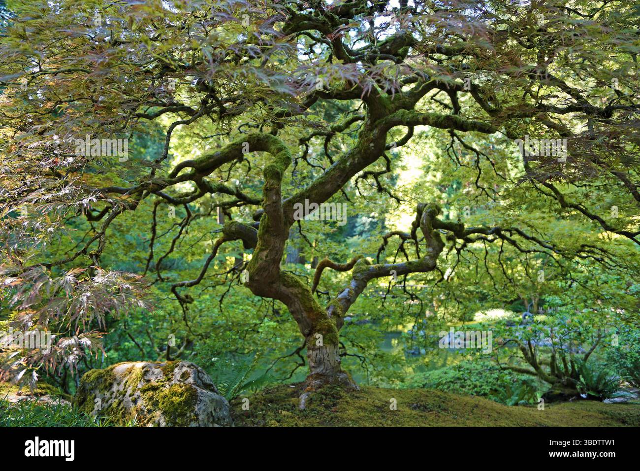 Japanese maple park hi-res stock photography and images - Alamy