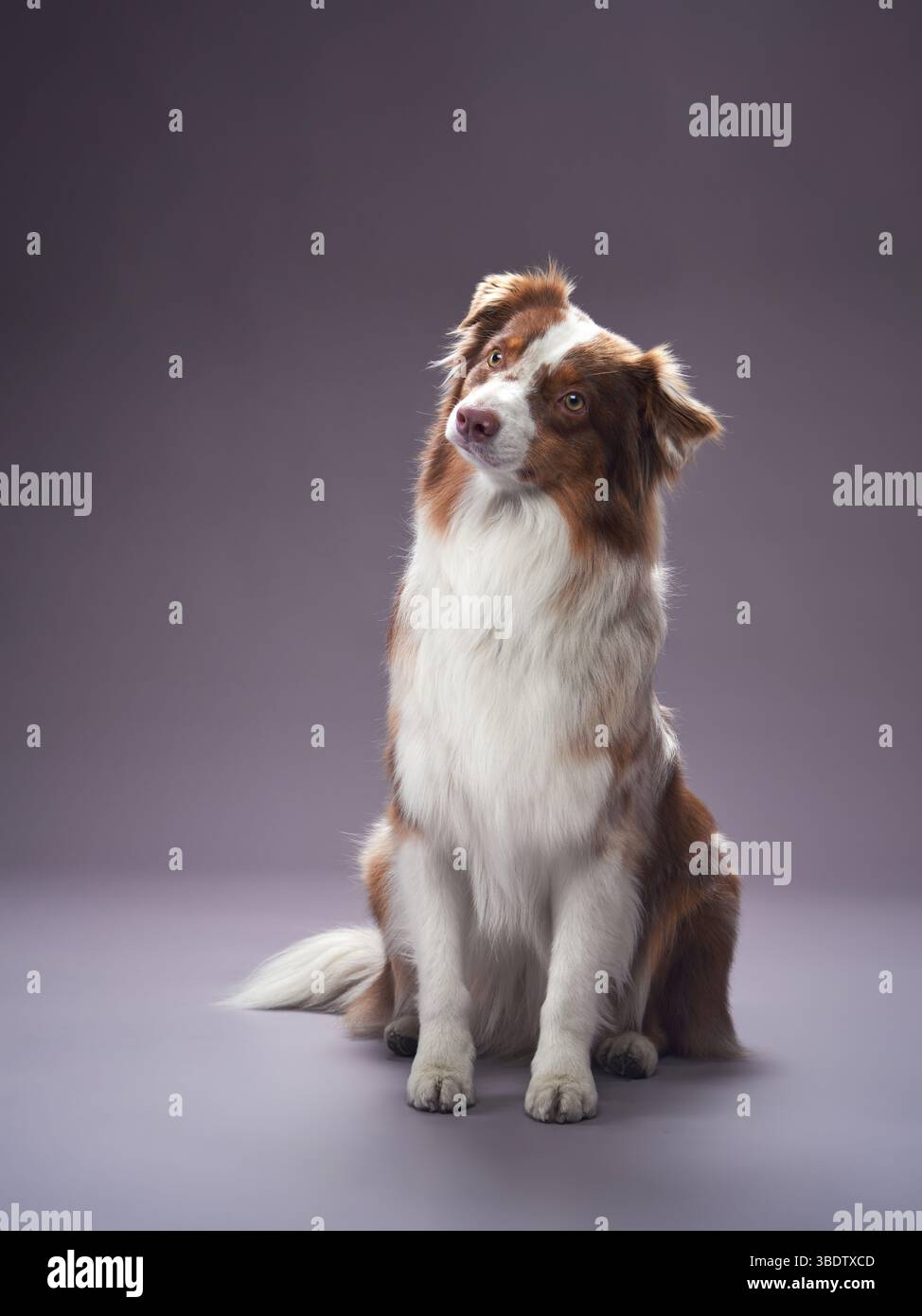 Australian Shepherd dog sitting upright with its ears perked up. The dog looks alert and curious against a gray background. Stock Photo