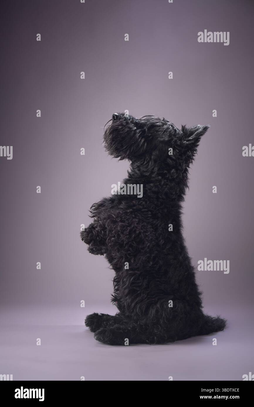 A black dog looks at a toy dog standing next to it, against a gray background. A close-up captures their interaction. Stock Photo