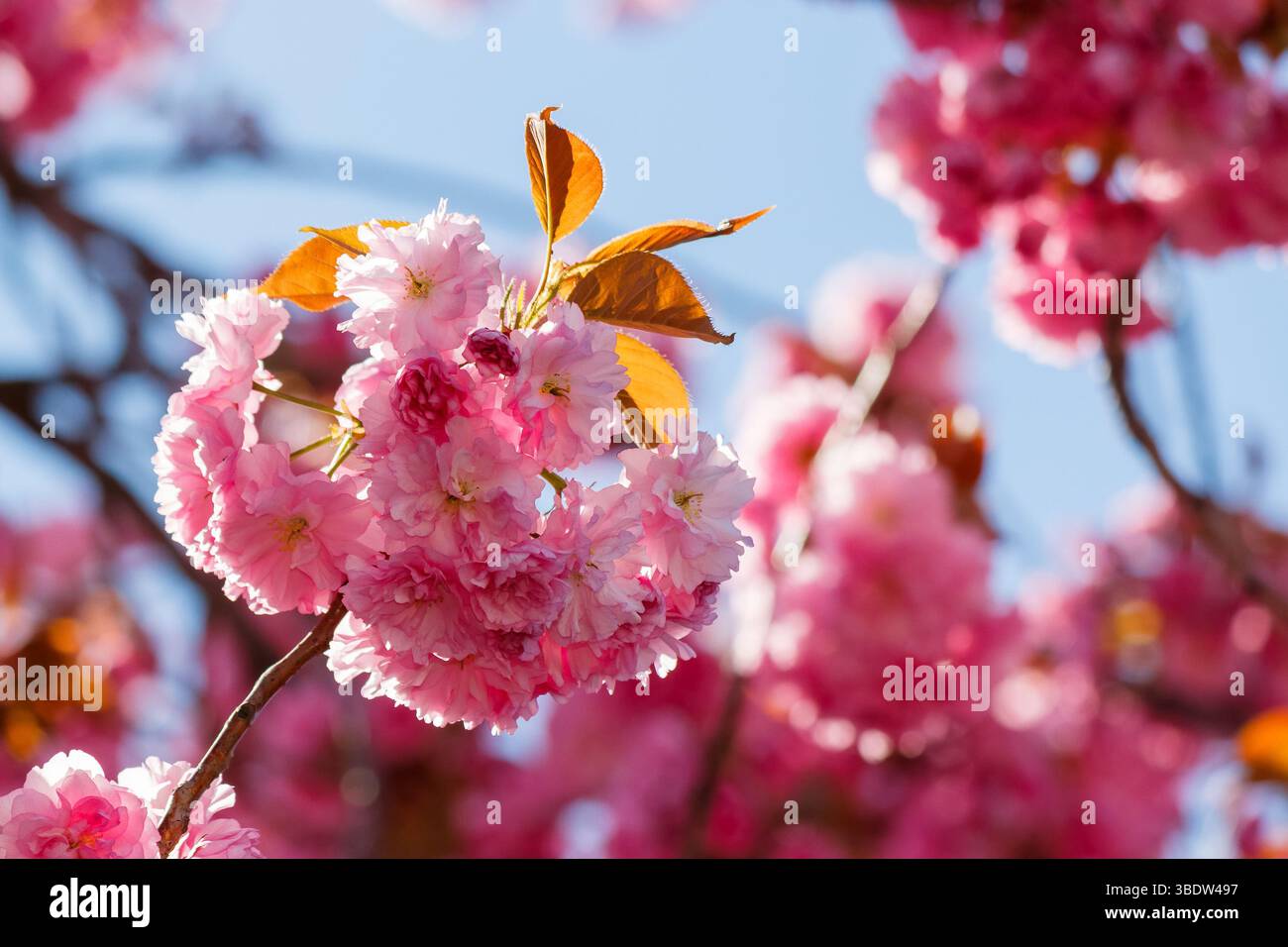 pink cherry blossom in spring. close up of sakura flowers on the branch. shallow depth of field Stock Photo
