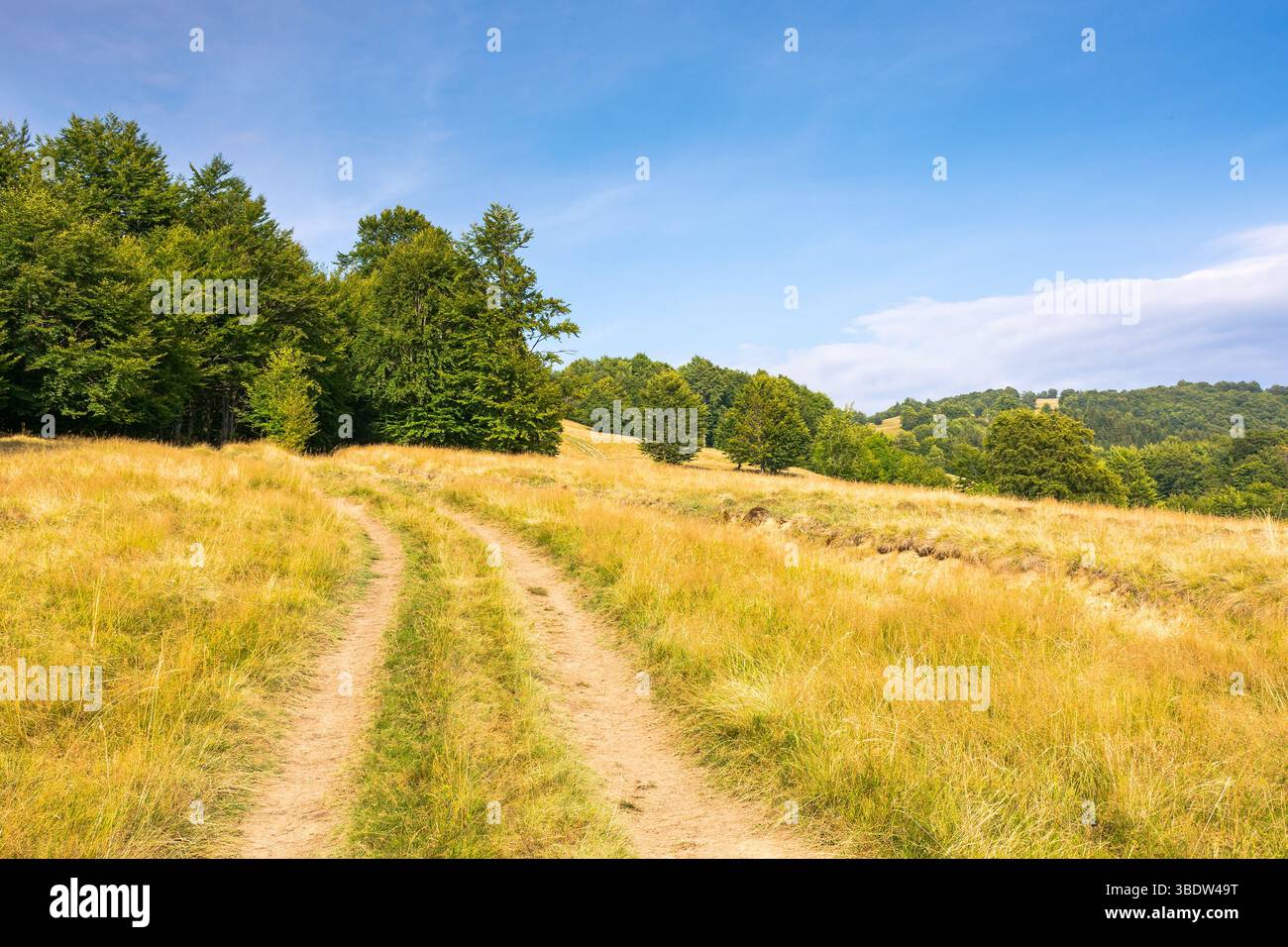 mountain landscape with beech trees along the dirt road uphill. remote countryside. late summer scenery with hill in yellow grass. primeval forest on Stock Photo
