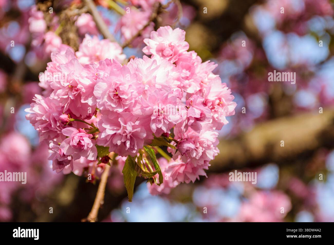 pink cherry blossom in spring. double flowered kanzan tree. shallow depth of field Stock Photo