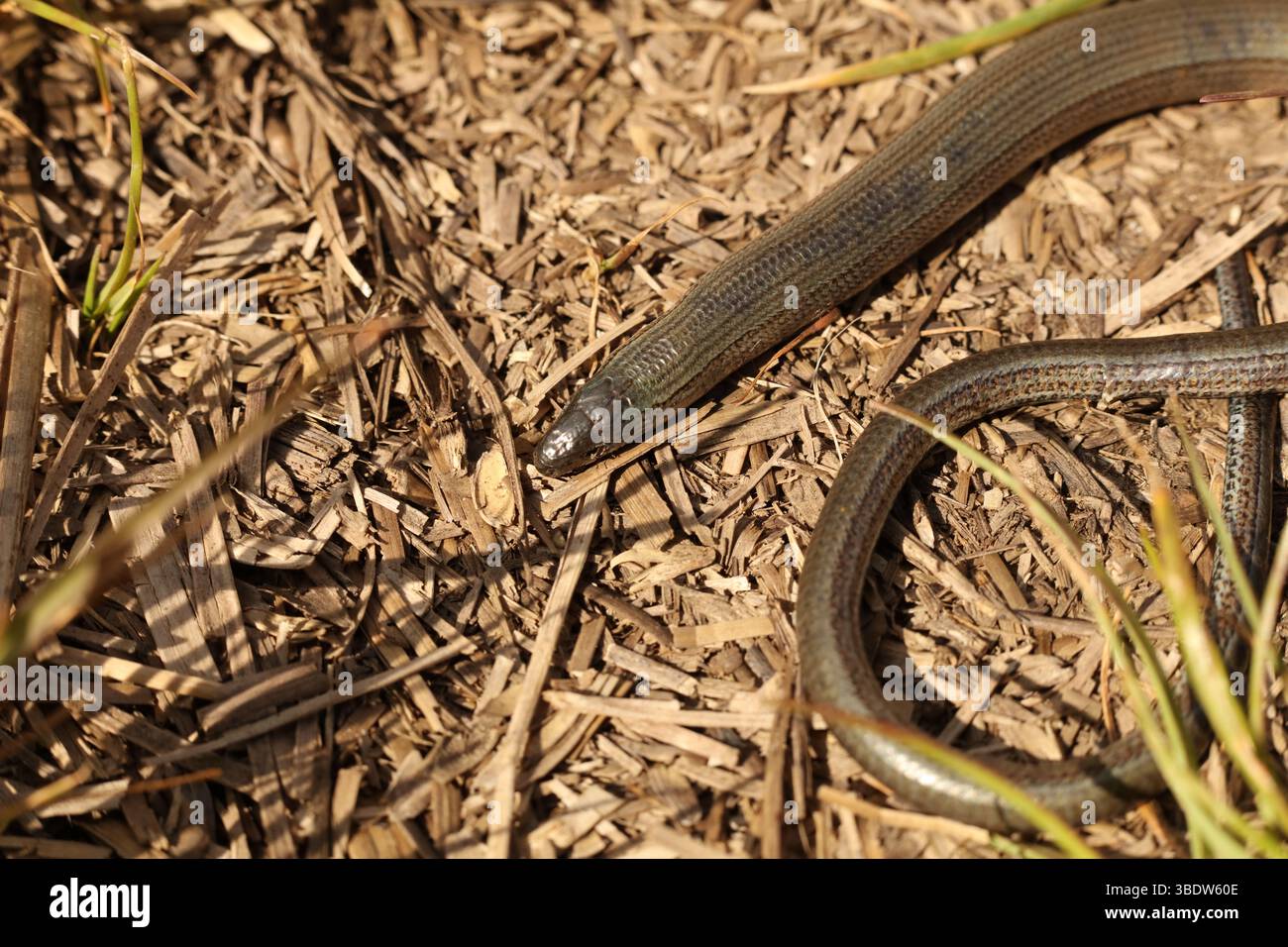 Anguis fragilis, the common slow worm, a legless lizard Stock Photo - Alamy