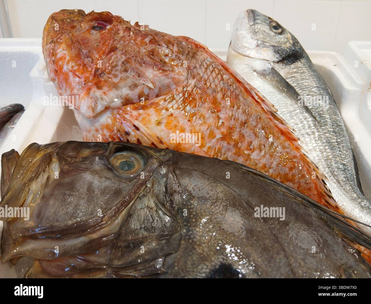 Fresh fish lying on ice in fish market stall: redfish, gilt-head bream ...
