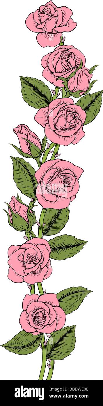 Rose Flower Illustration Vintage Border Band Stock Vector Image & Art ...