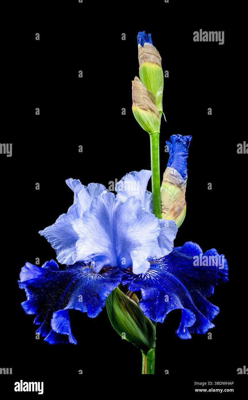 Elegant Blue and White Bearded Iris on Black Stock Photo