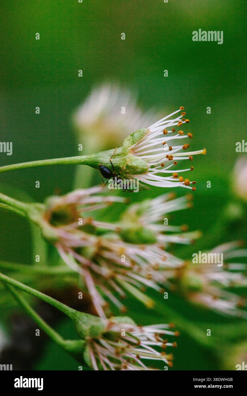 Ant Crawling on Fruit Tree Blossoms Stock Photo
