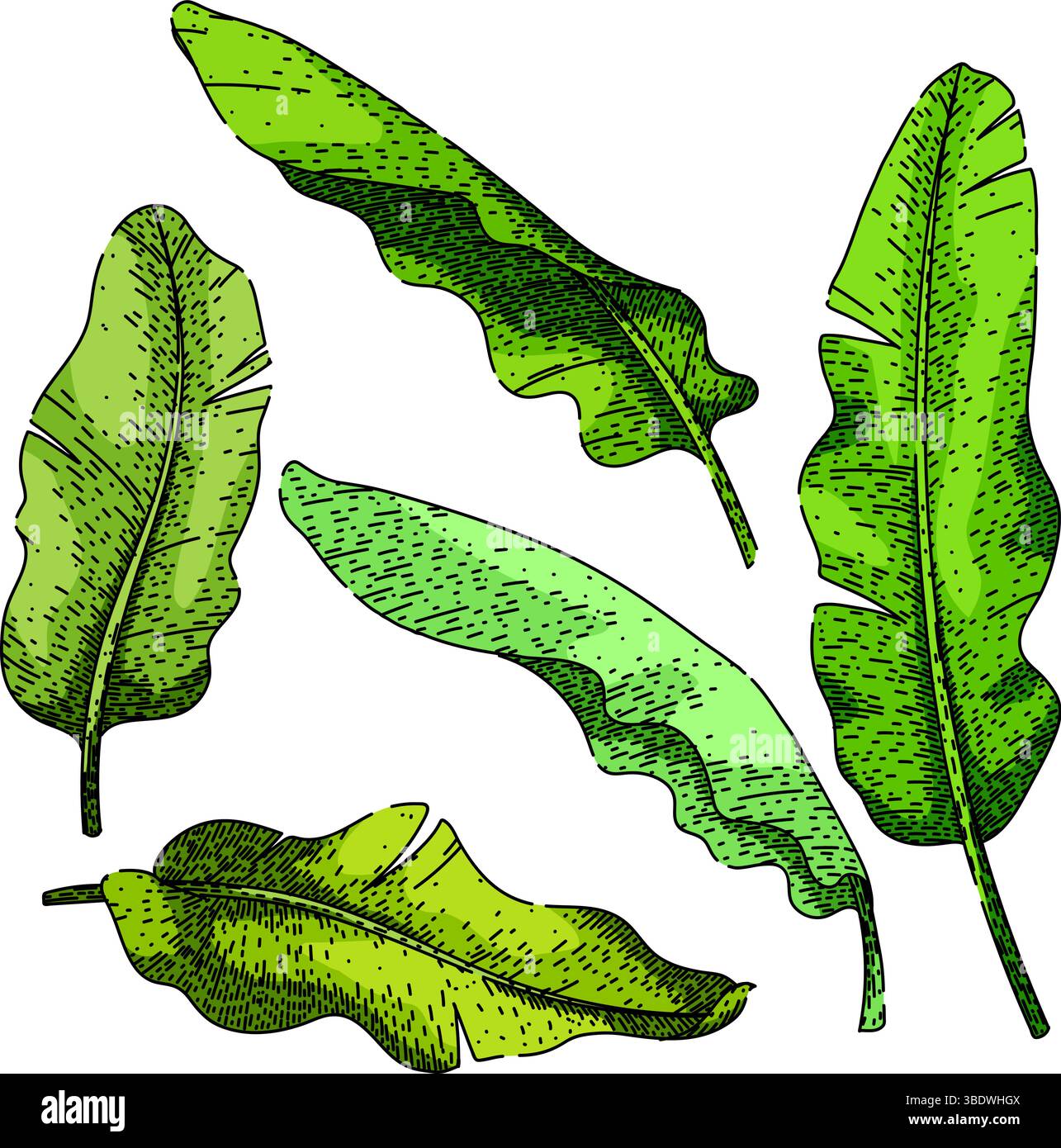 banana leaf set sketch hand drawn vector Stock Vector Image & Art - Alamy
