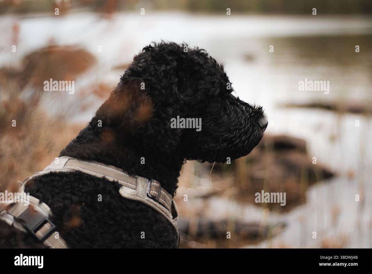 Portrait of black curly dog with harness outdoors by a lake Stock Photo ...