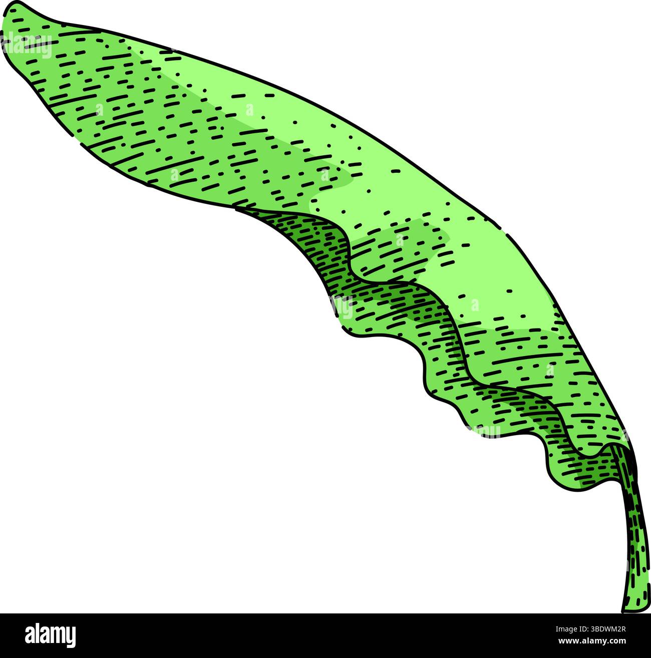 ecofriendly banana leaf sketch hand drawn vector Stock Vector Image ...