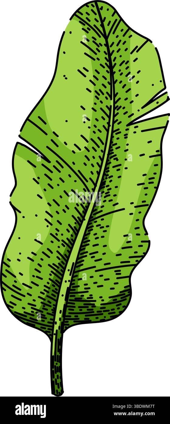 plate banana leaf sketch hand drawn vector Stock Vector Image & Art - Alamy