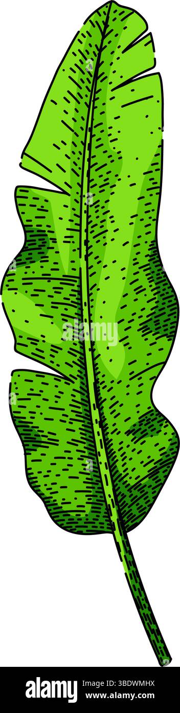 biodegradable banana leaf sketch hand drawn vector Stock Vector Image ...