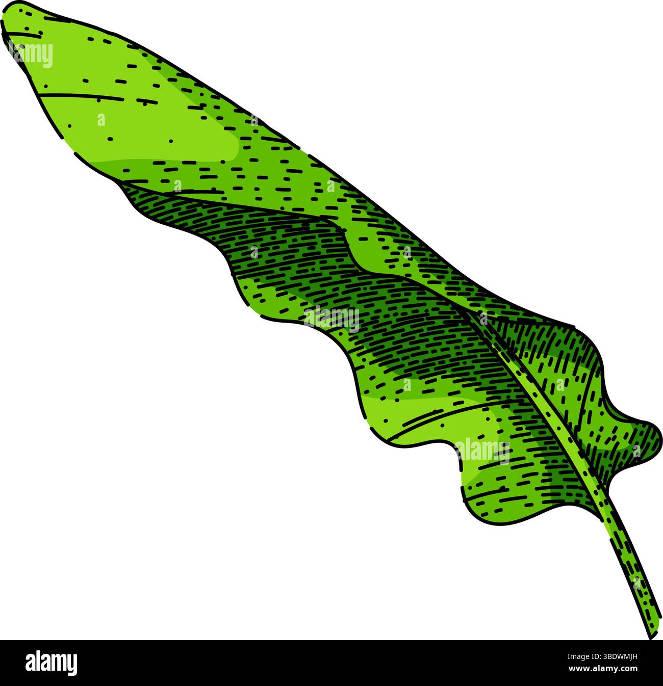 tropical banana leaf sketch hand drawn vector Stock Vector Image & Art ...