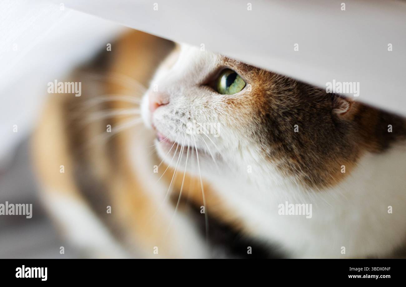 Sleeping cat under the blanket Stock Photo