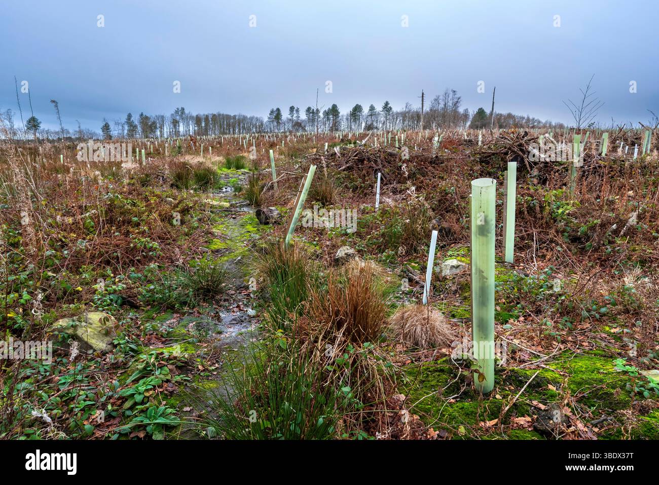 Felled or fallen trees at the Rough Standhills Plantation in Limb ...
