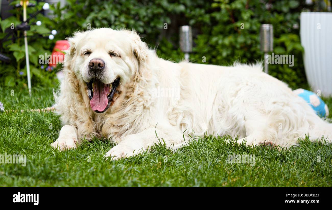 Golden retriever yawning while lying on grass in garden Stock Photo - Alamy