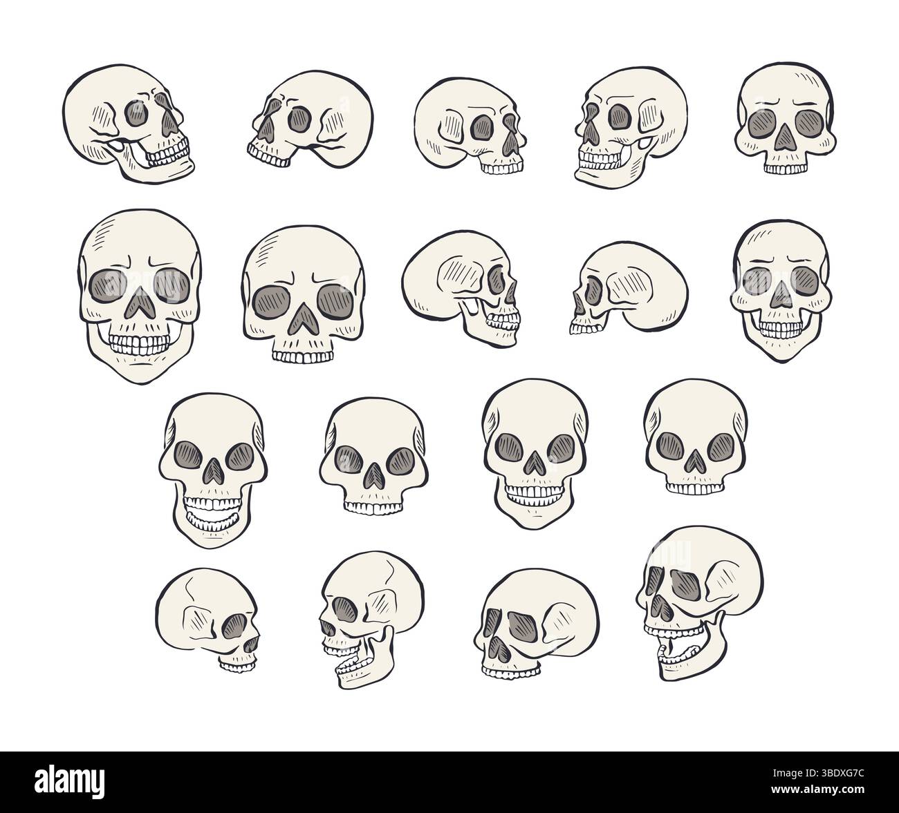 Hand drawn line art human skulls set isolated on white Stock Vector ...