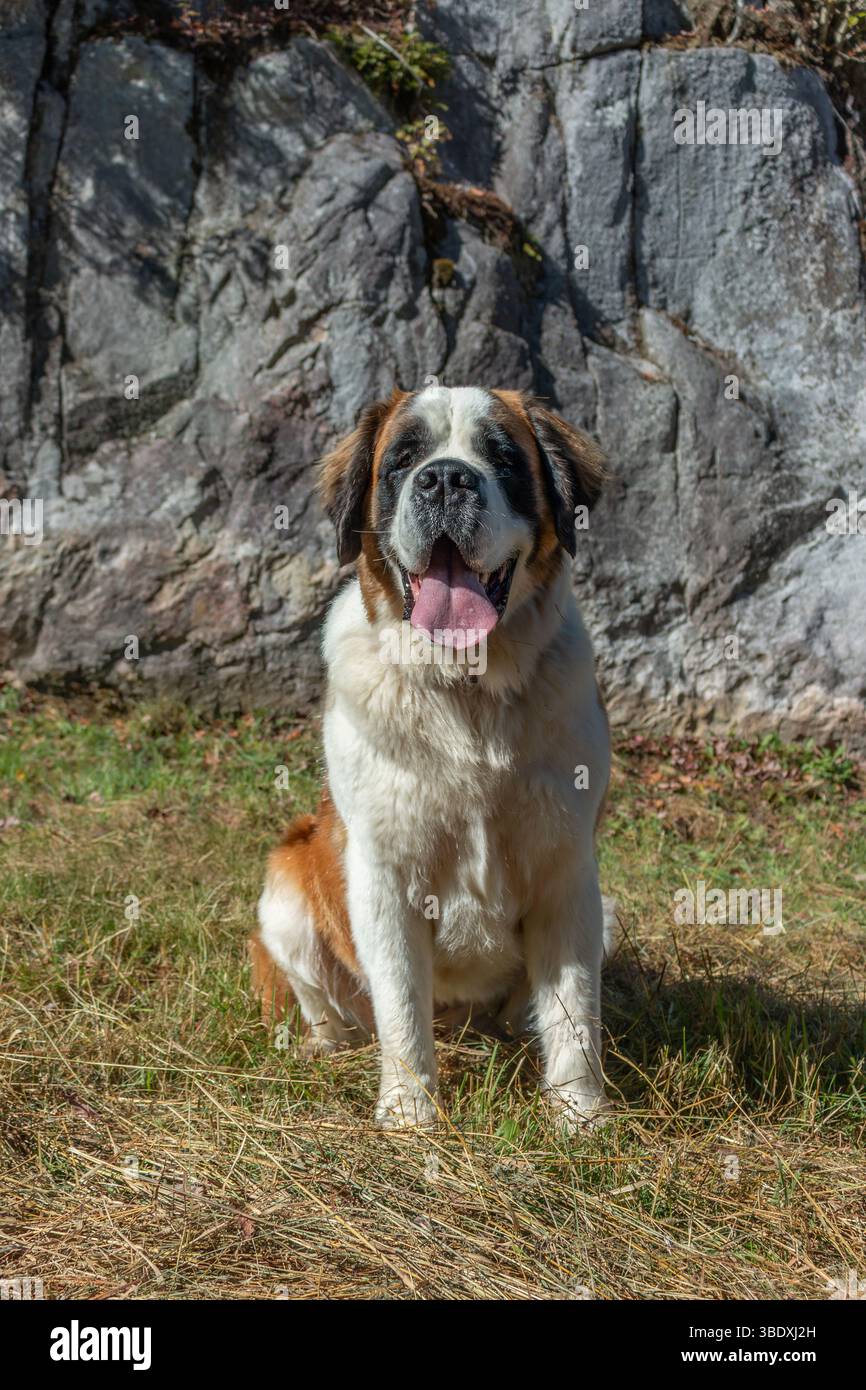 St. Bernard vs. Bernese Mountain Dog: The Differences (With Pictures) |  Hepper Pet Resources, image size:866x1390