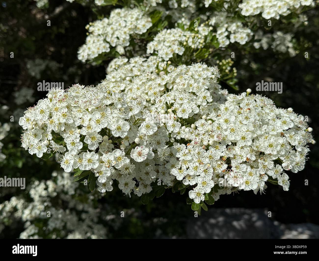 In mid May in Ireland the hedgerows turn white with the flowers of the wild Hawthorn which is native to Ireland Stock Photo