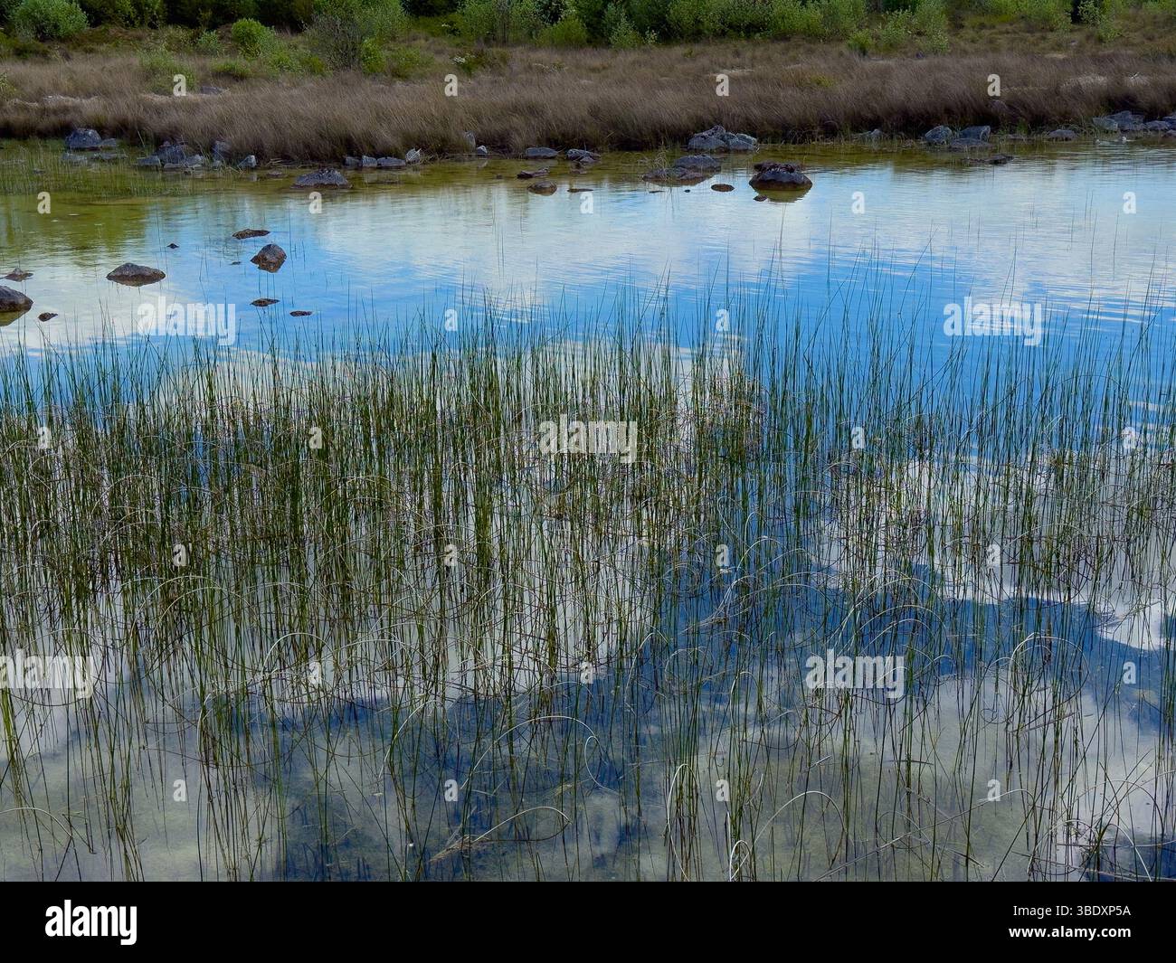 Blue sky and clouds reflected through the reed growing in the waters of Lough Corrib, Galway - Smartphone Captured Stock Image