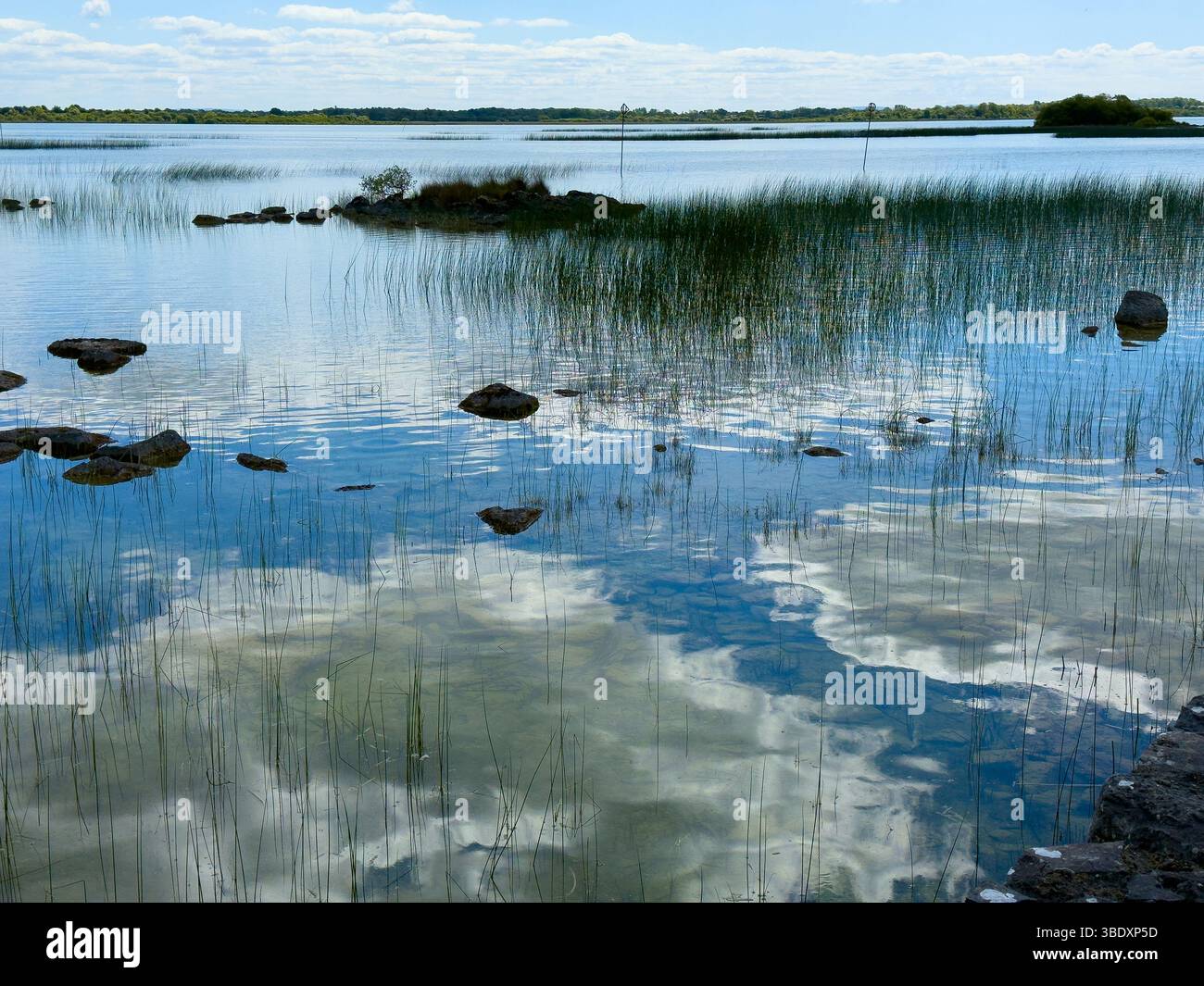Blue sky and clouds reflected through the reed growing in the waters of Lough Corrib, Galway - Smartphone Captured Stock Image