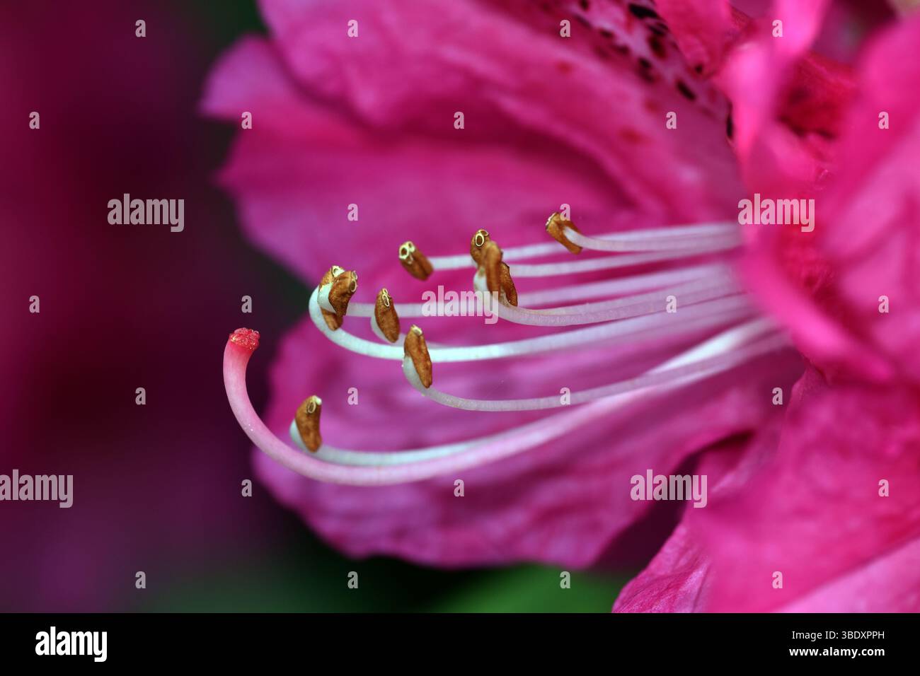 Macrophotography of a flower of the tree rhododendron (Rhododendron  arboreum) showing its stamens and pistil Stock Photo - Alamy