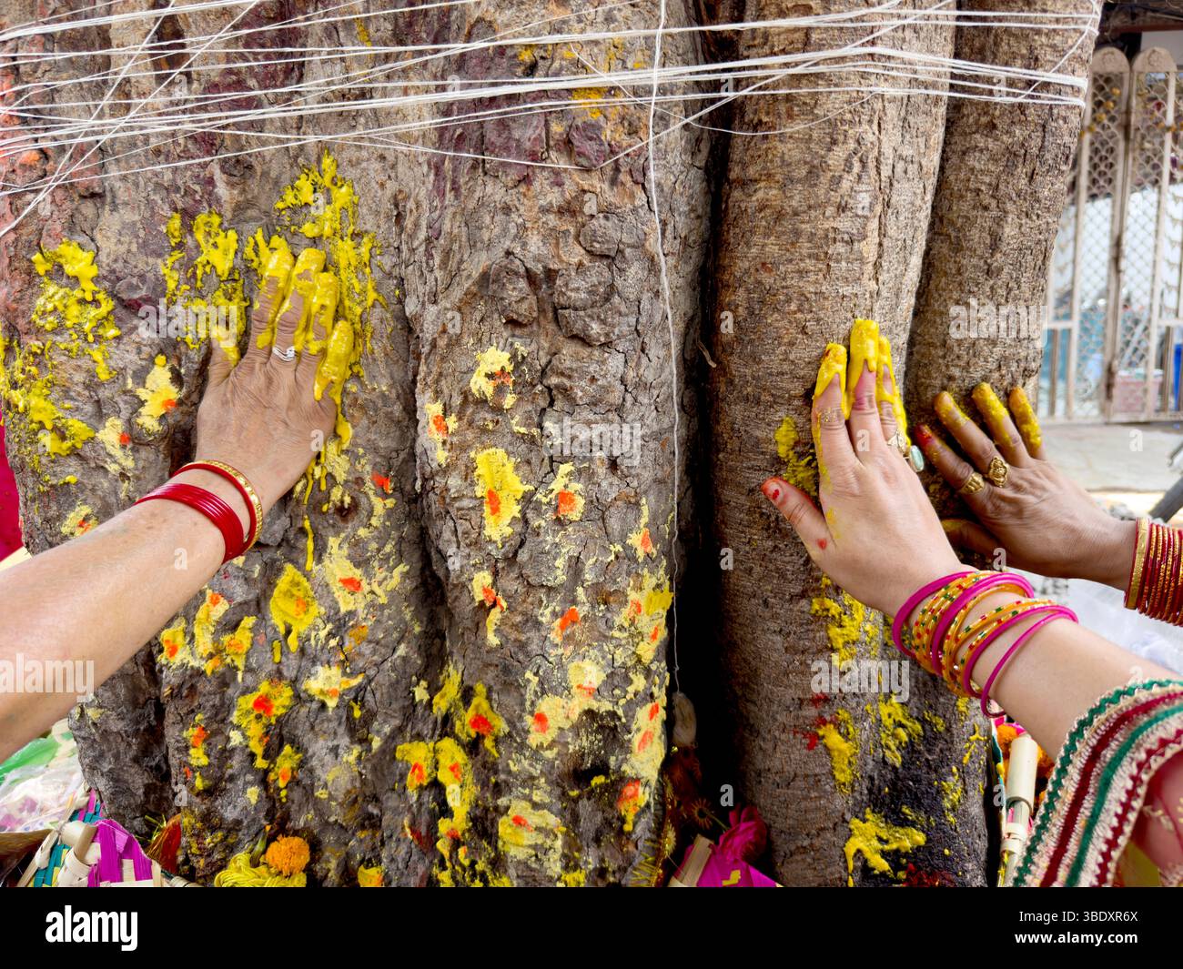 Married Hindu women perform rituals around a banyan tree on Vat Savitri ...