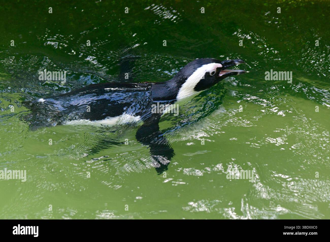 Penguin at Jurong park,Singapore,Asia Stock Photo - Alamy