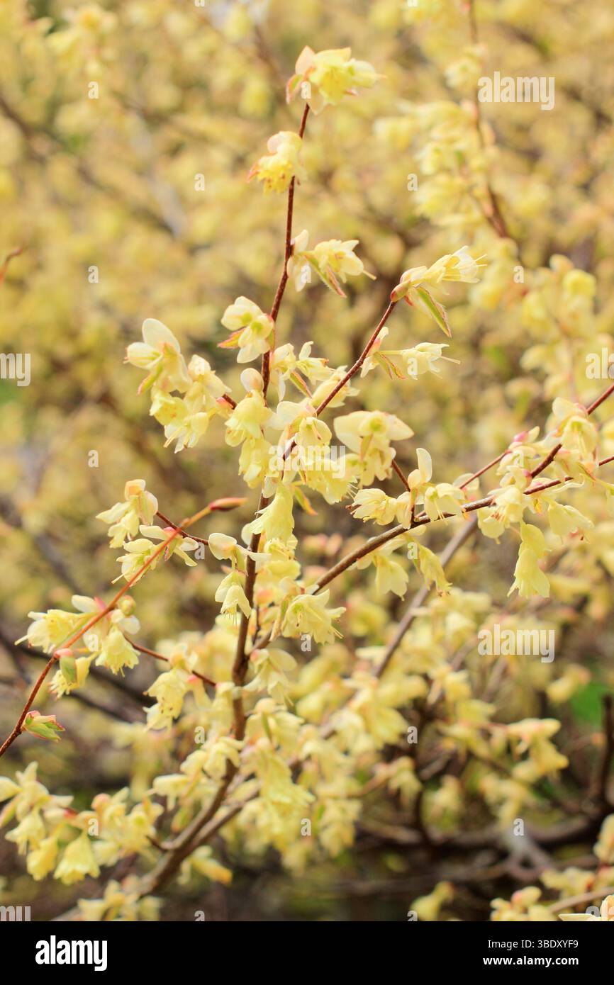 Corylopsis pauciflora. Buttercup witch hazel flowers in early spring. UK Stock Photo