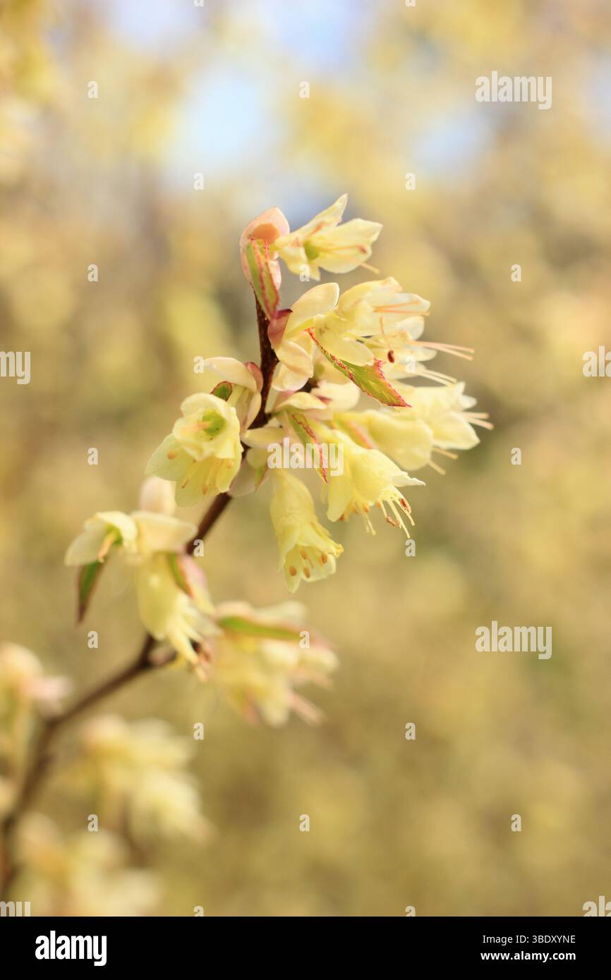 Corylopsis pauciflora. Buttercup witch hazel flowers in early spring. UK Stock Photo