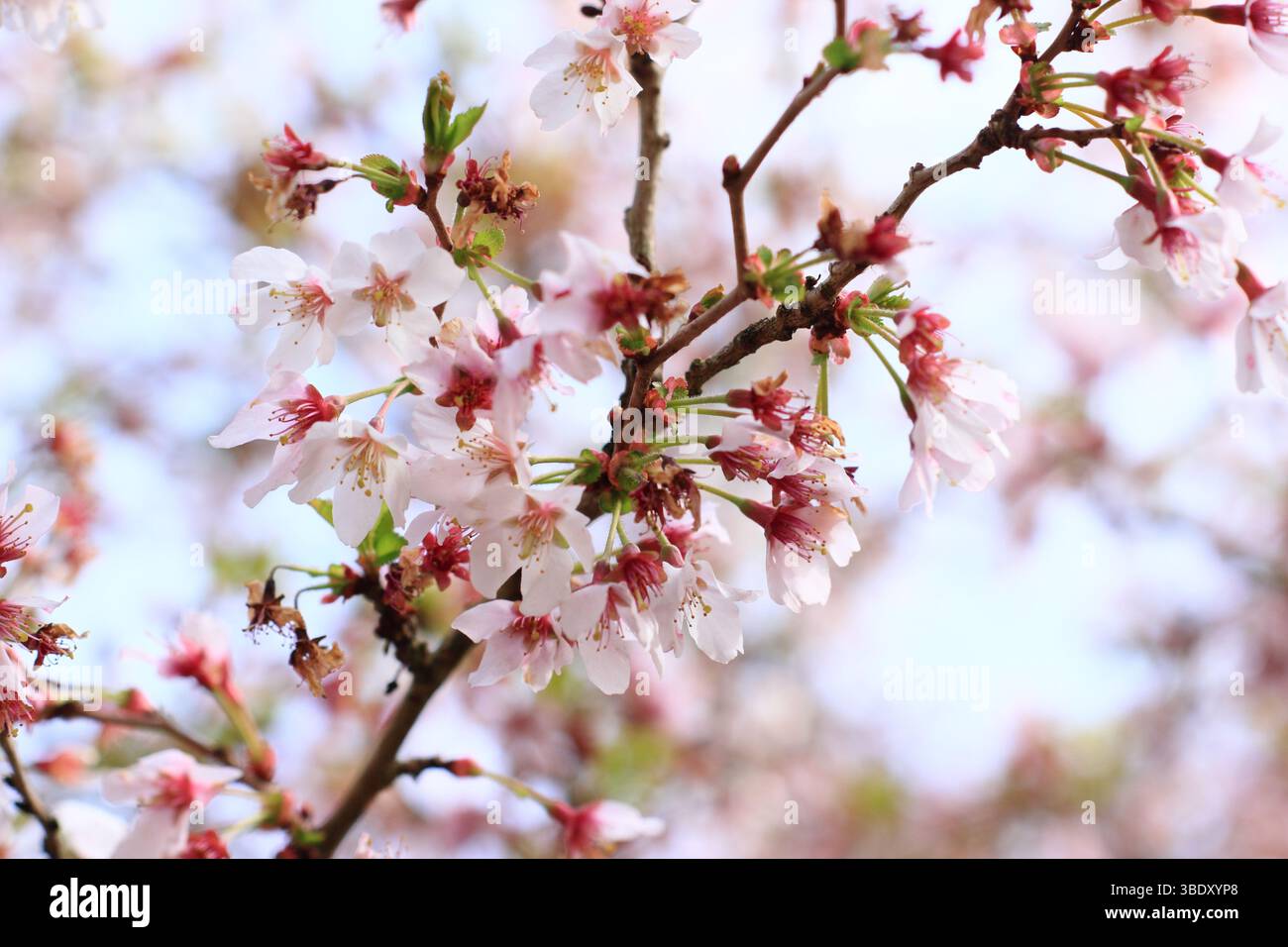 Prunus incisa Kojo no mai flowering cherry. Spring blossoms of small cherry tree 'Kojo-no-mai', or Fuji Cherry. UK Stock Photo