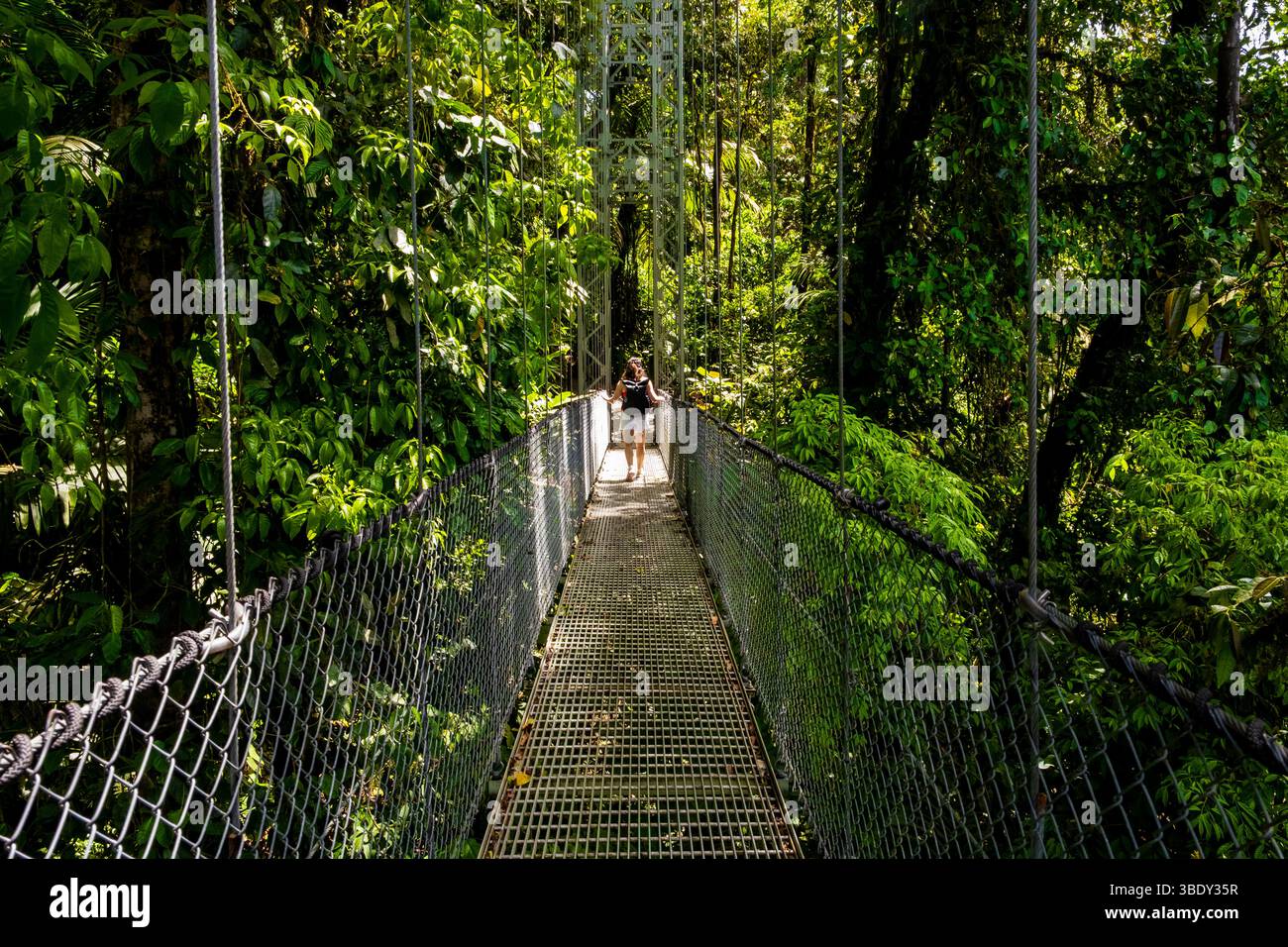 Tourist walking on a hanging bridge, enjoying the lush vegetation of a tropical rainforest. Costa rica, monteverde cloud forest reserve Stock Photo