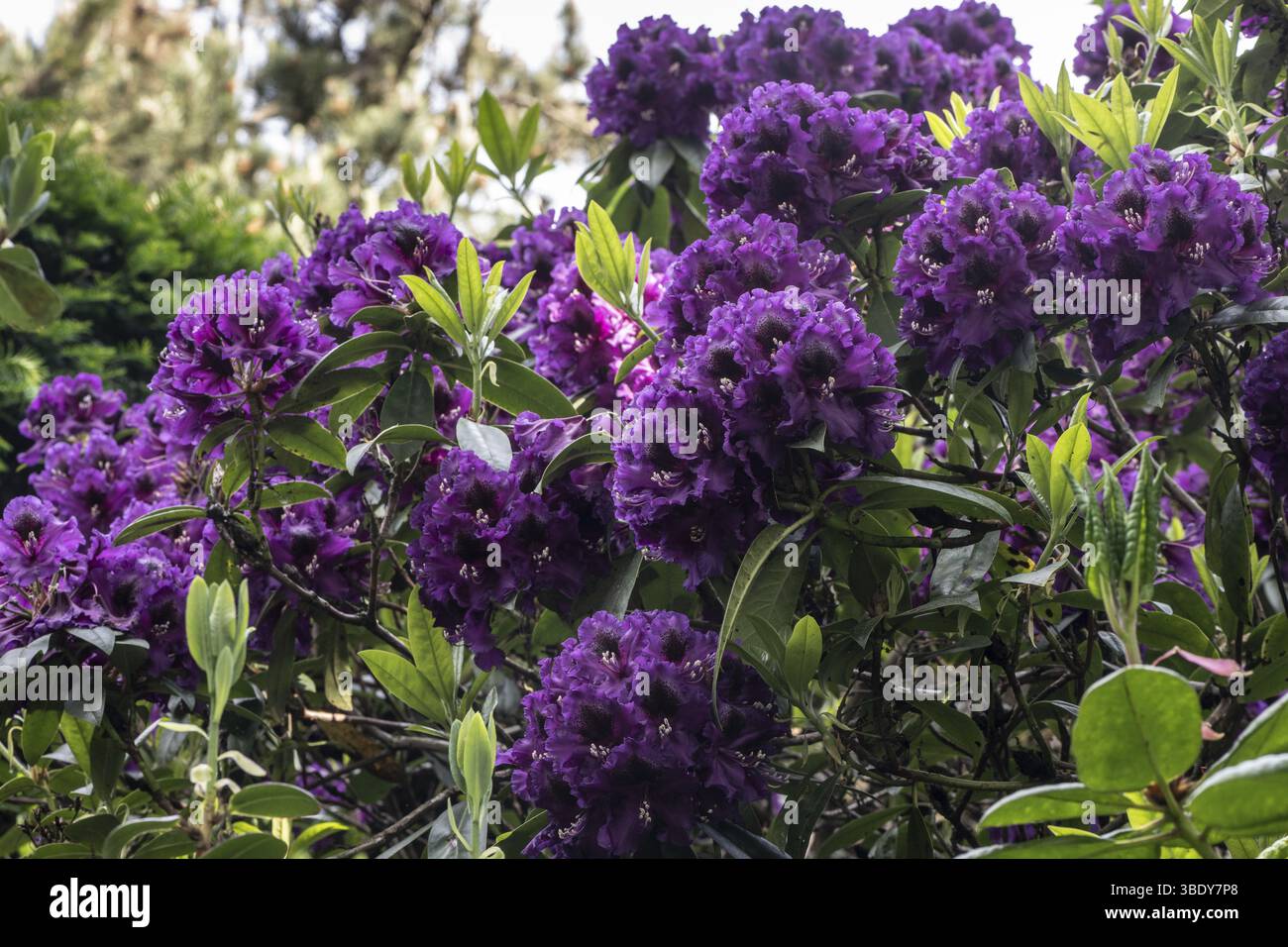 Rhododendron purple splendour hi-res stock photography and images - Alamy