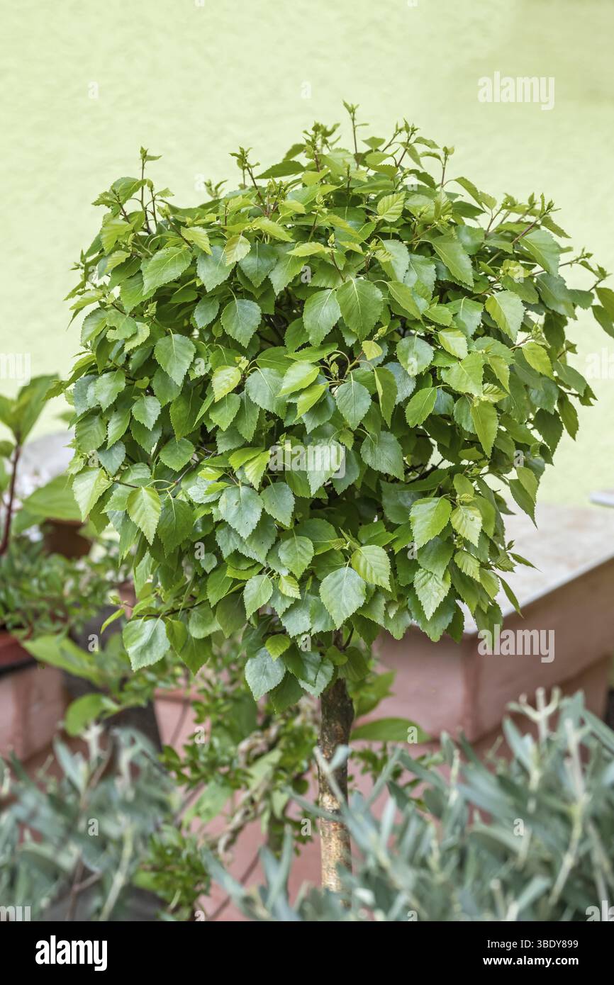 Spherical sand birch (Betula pendula MAGICAL GLOBE), tree, birch, silver birch, deciduous tree, deciduous shrub, Blumenhof Droessler, Federal Republic Stock Photo