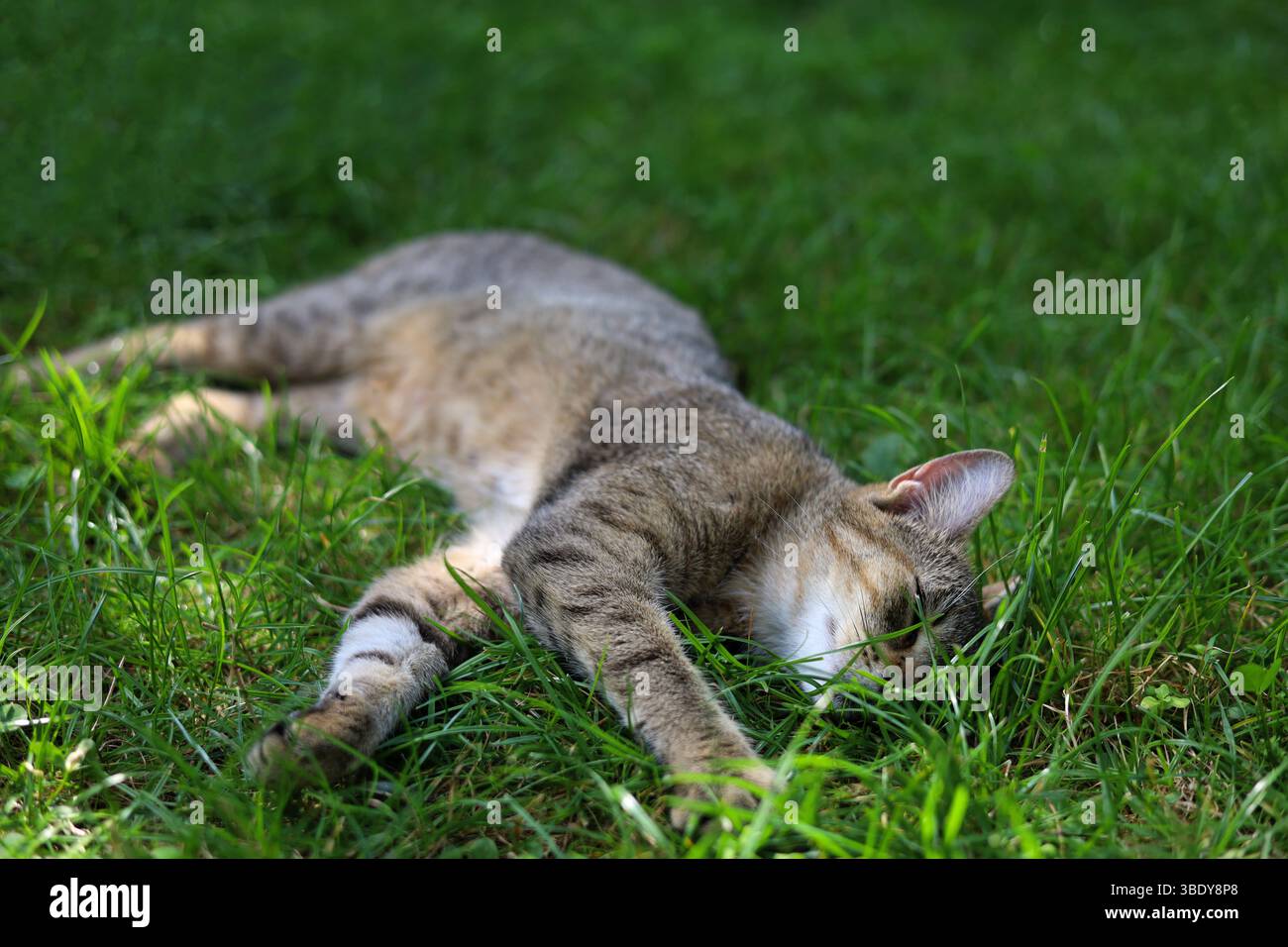 Adorable, gray, striped cat lying on the vivid, green lawn Stock Photo