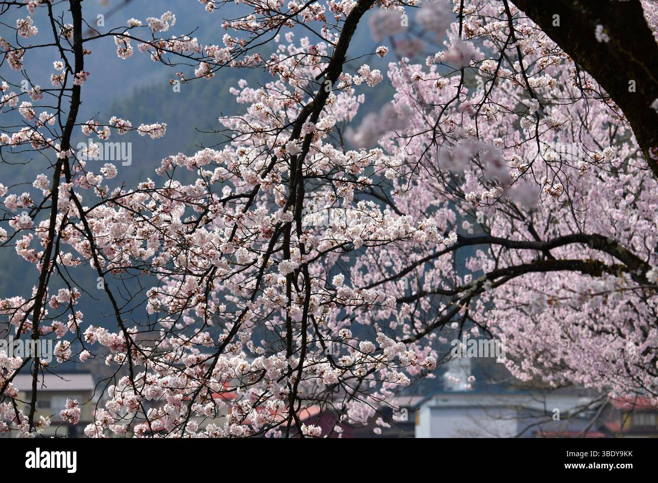 Spring cherry blossoms in Takayama,Japan,Asia Stock Photo - Alamy