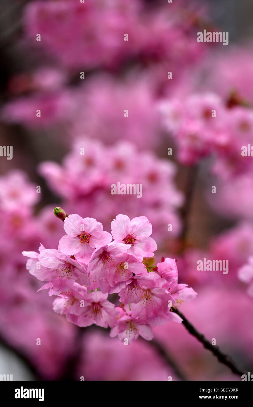 Spring cherry blossoms in Takayama,Japan,Asia Stock Photo - Alamy
