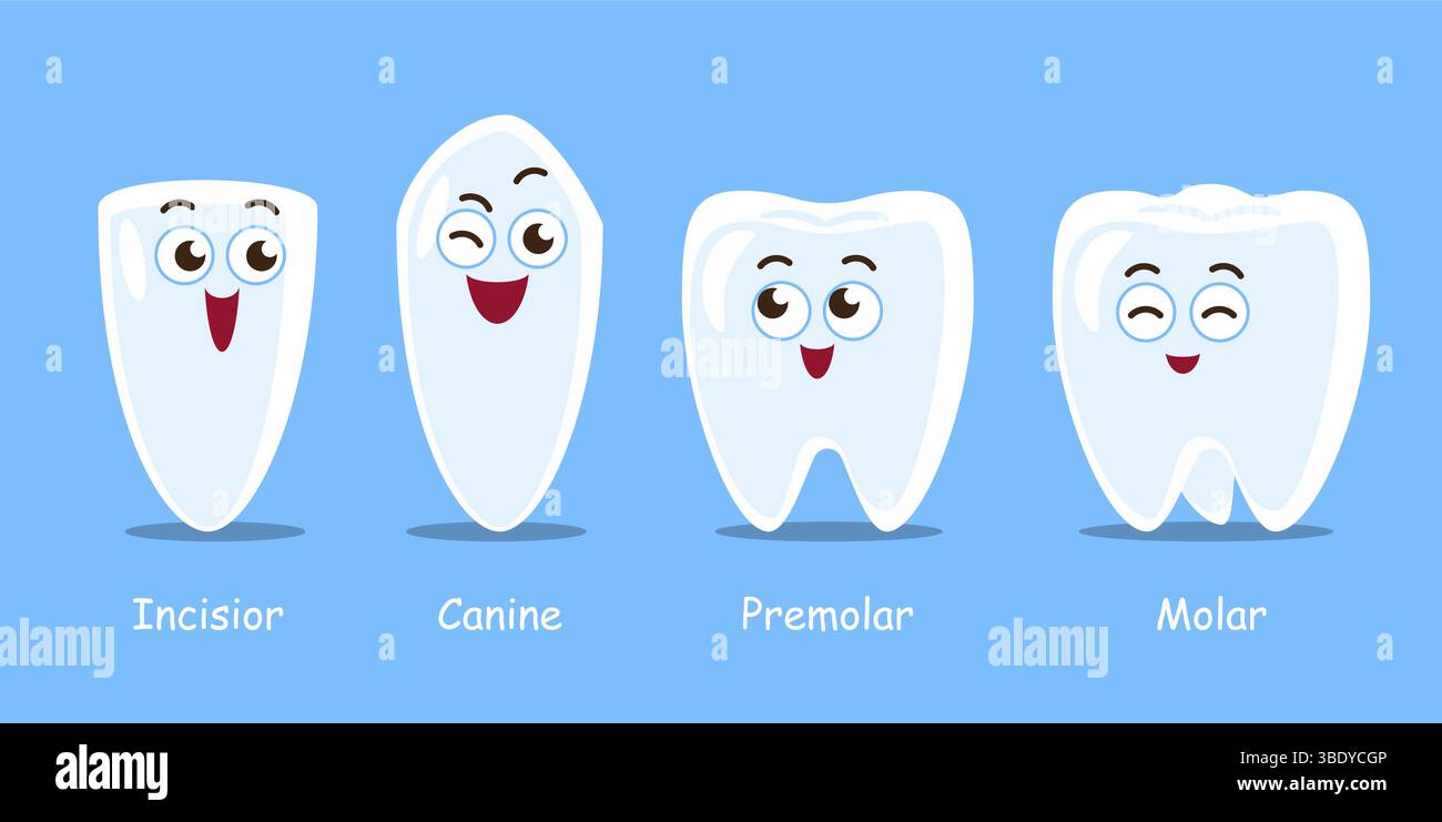 Types of human teeth . Dental cartoon characters illustration . Vector . Stock Vector