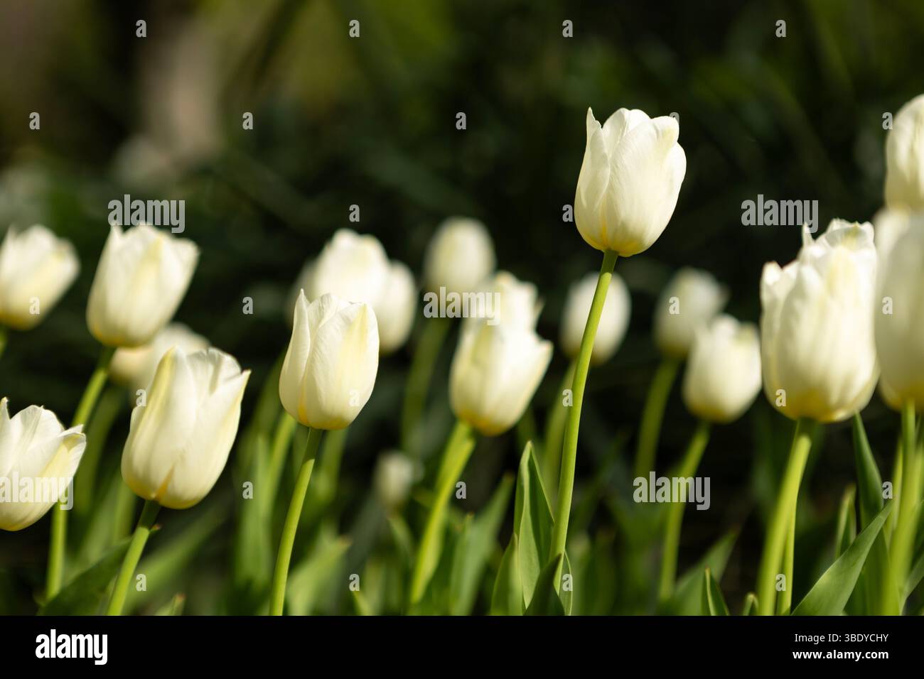 Amazing white tulip flowers blooming in a tulip field, against the background of blurry tulip flowers Stock Photo